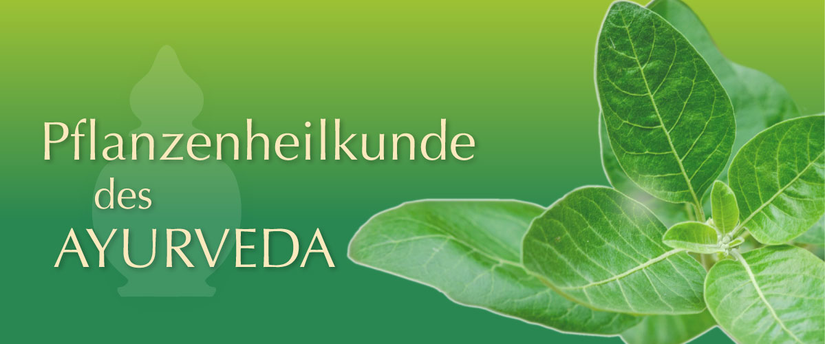 Pflanzenheilkunde des Ayurveda